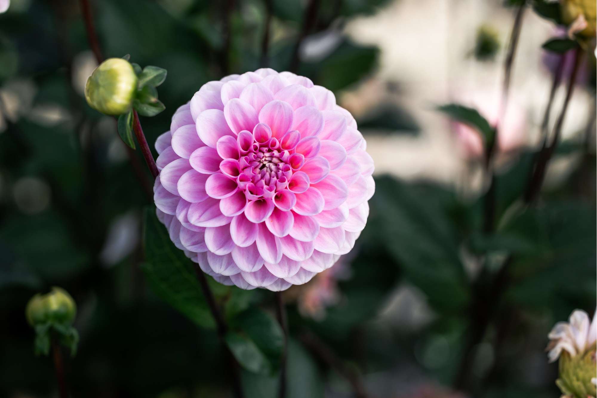 Dahlia 'Wizard of Oz'